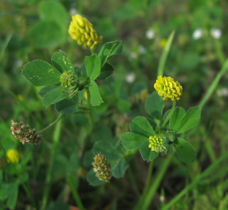 Image of Medicago lupulina specimen.