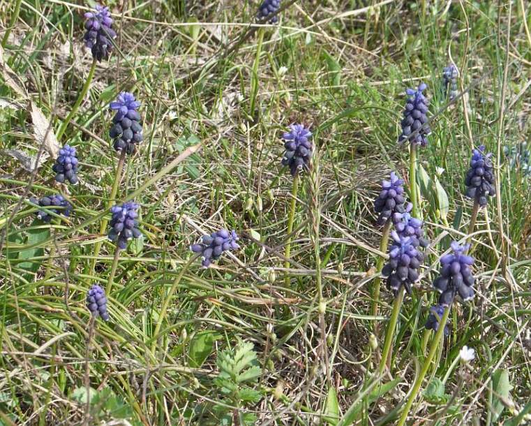 Изображение особи Muscari neglectum.