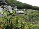 Rhododendron aureum