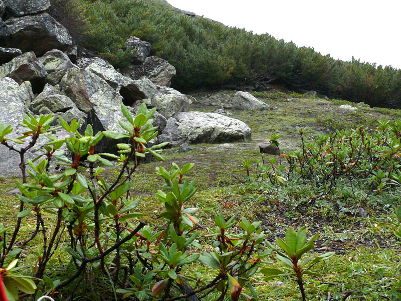 Image of Rhododendron aureum specimen.