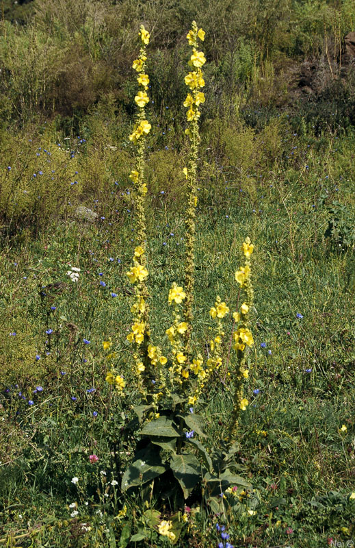 Image of Verbascum phlomoides specimen.
