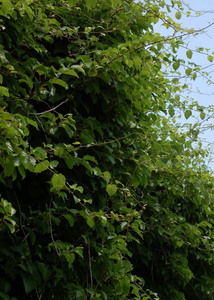 Изображение особи Actinidia arguta.