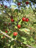 Crataegus monogyna