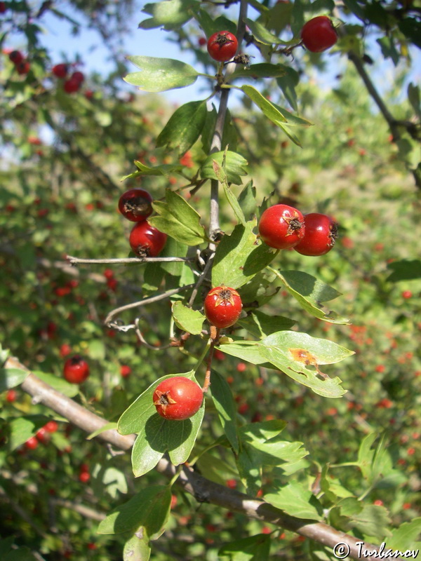 Изображение особи Crataegus monogyna.