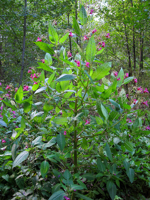 Image of Impatiens glandulifera specimen.