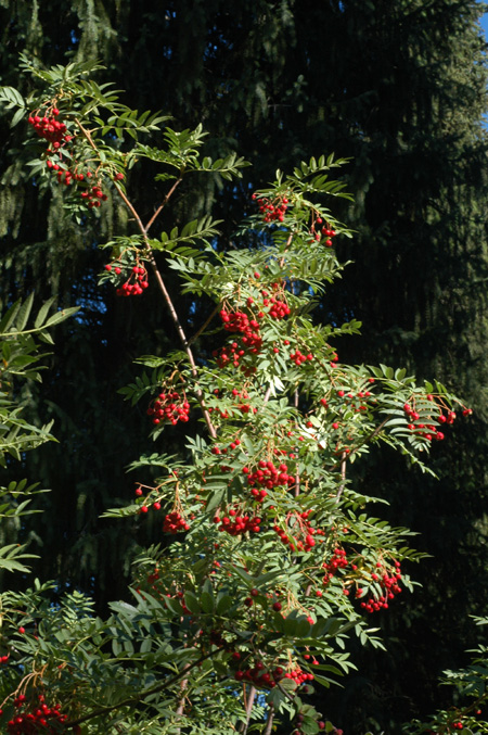 Изображение особи Sorbus tianschanica.