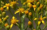 Senecio schwetzowii