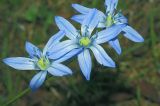 Scilla siberica. Цветки. Московская обл., Раменский р-н, окр. дер. Хрипань, дачный участок. 09.05.2009.