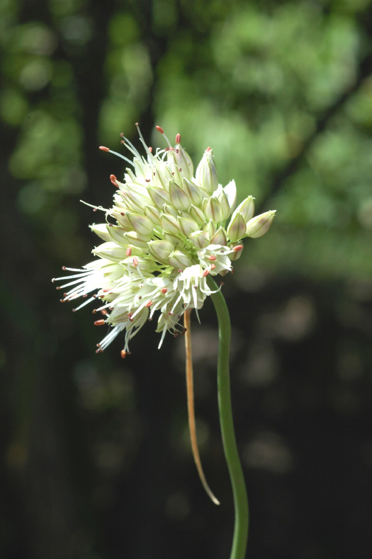 Image of Allium dshungaricum specimen.