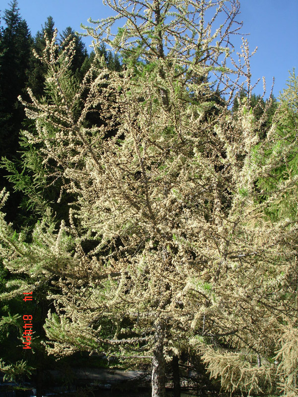 Image of genus Larix specimen.
