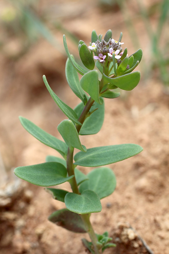 Image of Aethionema carneum specimen.