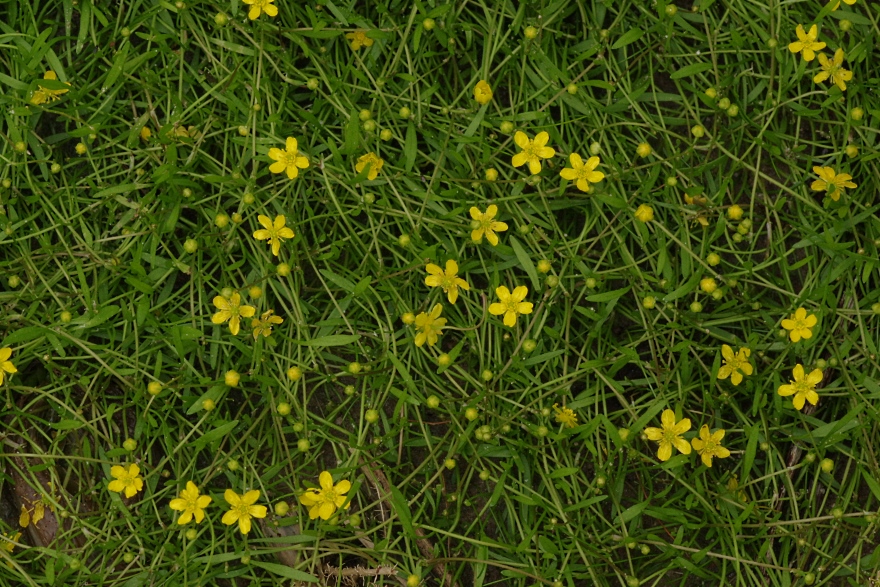 Изображение особи Ranunculus reptans.