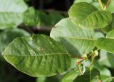 Salix pyrolifolia. Листья (хорошо видны прилистники). Архангельская обл., Пинежский р-н, начало августа.