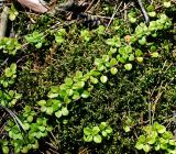 Linnaea borealis. Побеги (вид сверху). Владимирская обл., Ковровский р-н, окр. дер. Митино, сосновый лес. 04.07.2015.