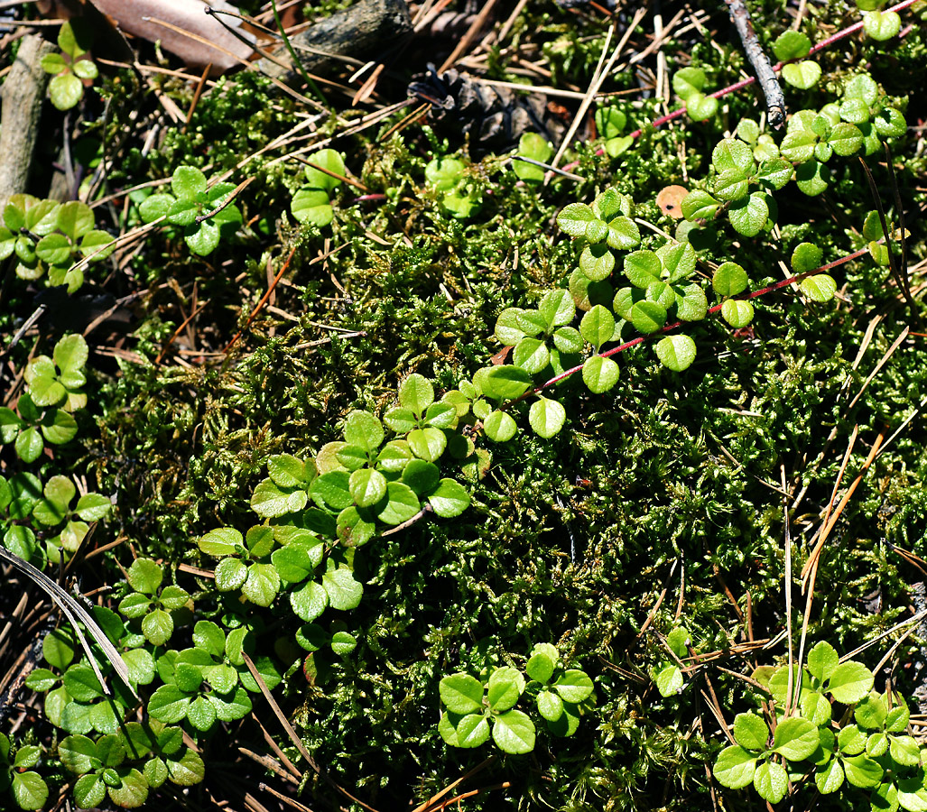 Image of Linnaea borealis specimen.