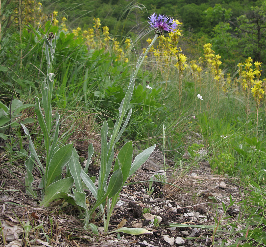 Image of Centaurea czerkessica specimen.