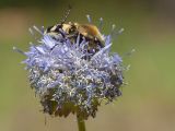 Jasione montana. Отцветающее соцветие с кормящимся(?) покалеченным(?) жуком семейства Пластинчатоусые (Scarabaeidae), возможно, рода Восковик (Trichius). Ленинградская обл., Лужский р-н, травяно-зеленомошный сосняк, на поляне. 02.07.2015.