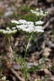 Oedibasis platycarpa