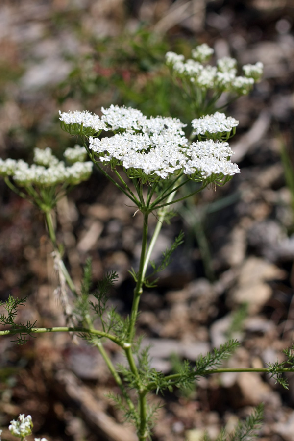 Изображение особи Oedibasis platycarpa.