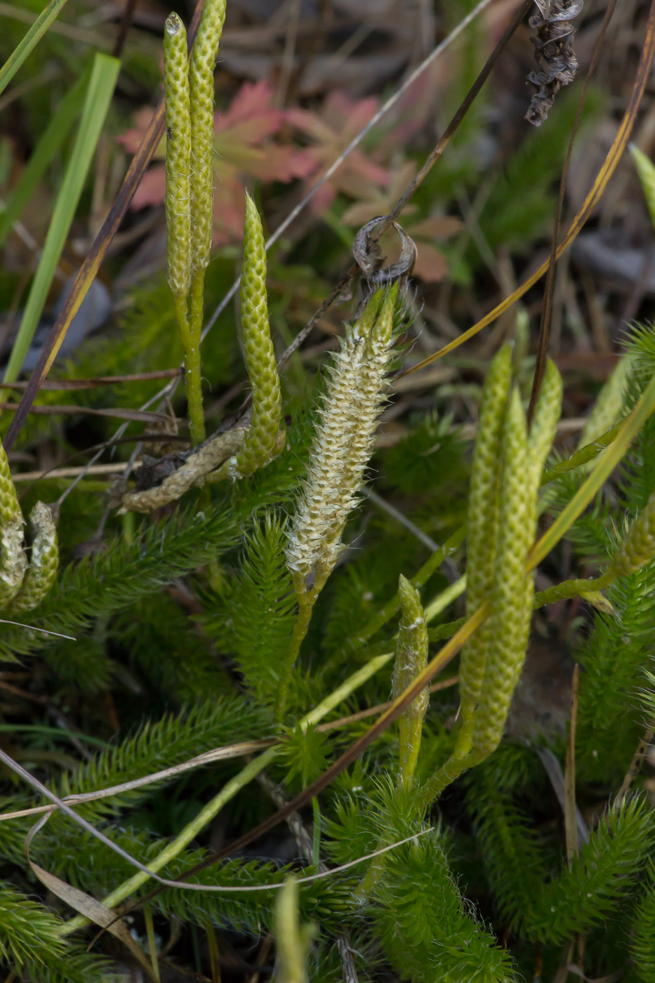 Изображение особи Lycopodium clavatum.