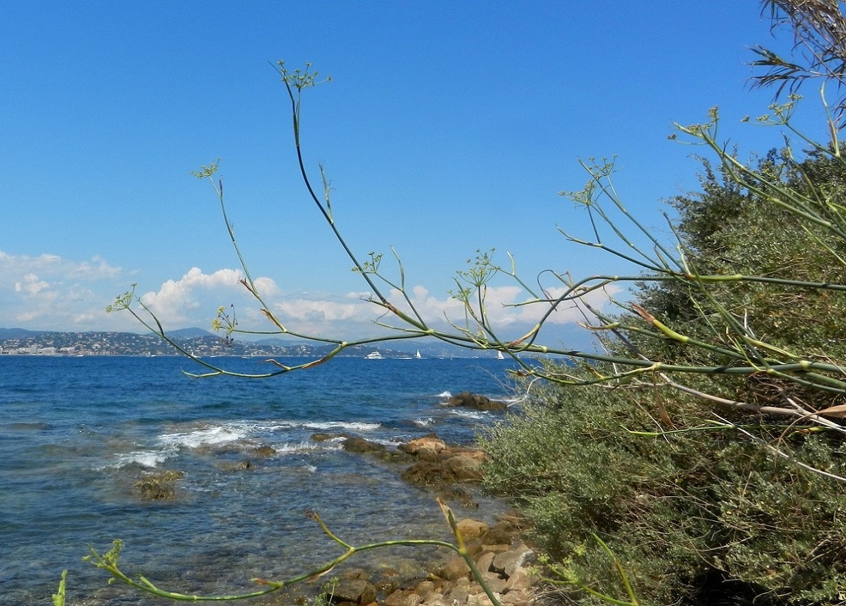 Изображение особи Foeniculum vulgare.