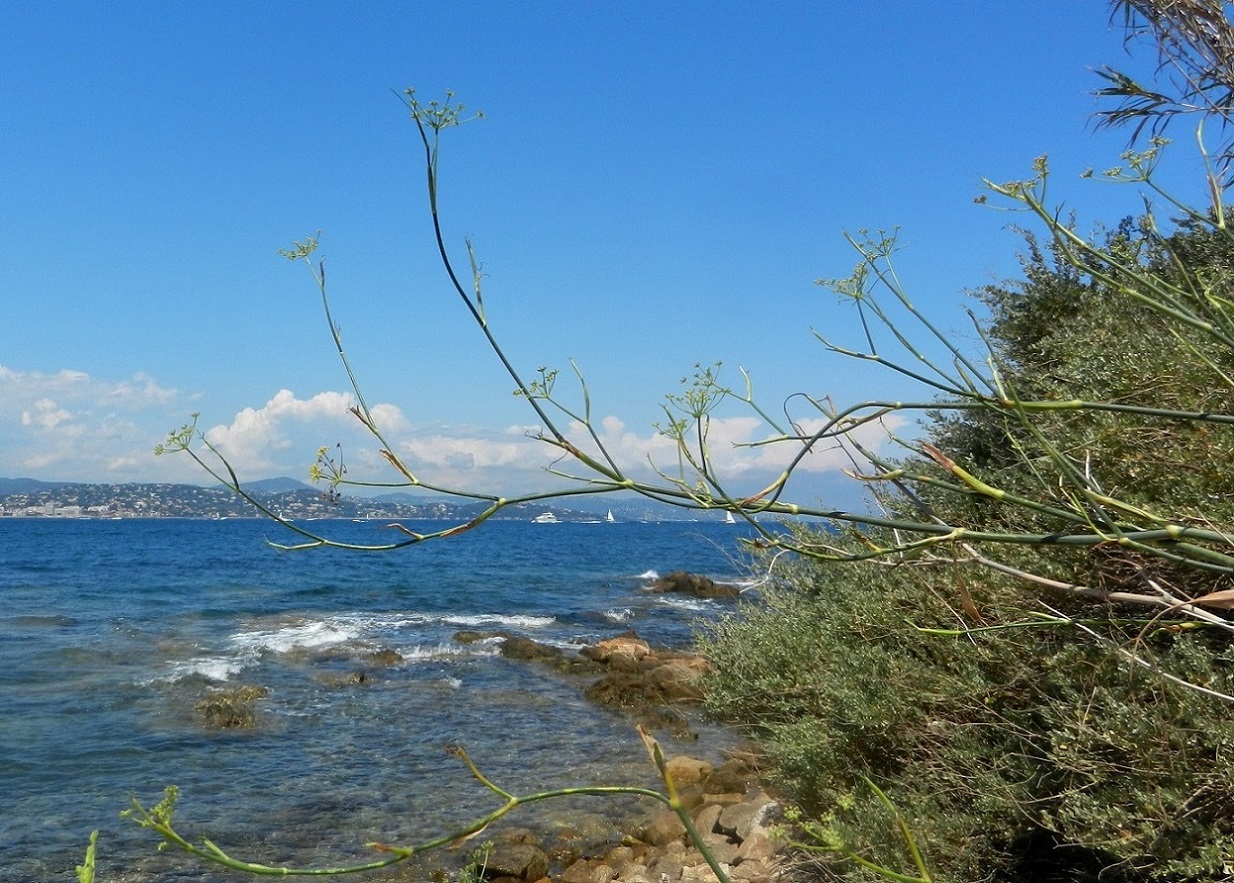 Image of Foeniculum vulgare specimen.