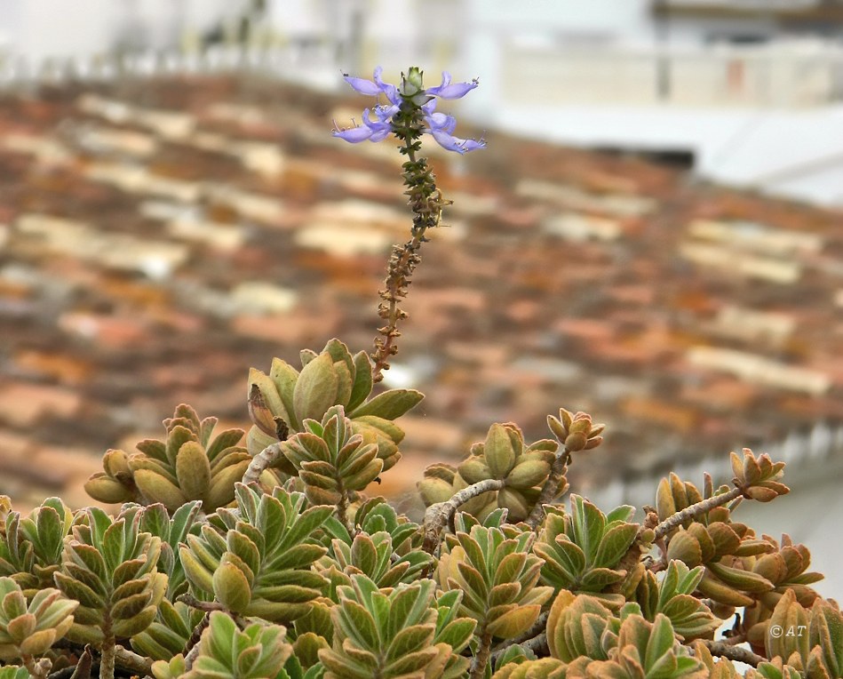 Image of Coleus neochilus specimen.