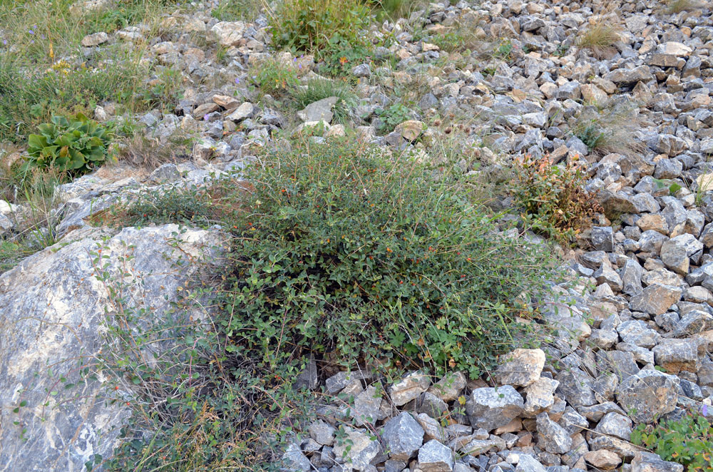 Image of Lonicera olgae specimen.