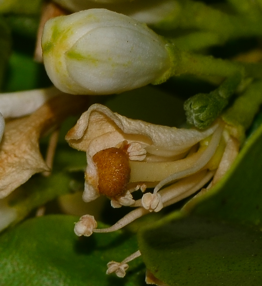 Image of Murraya paniculata specimen.