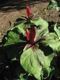 Trillium chloropetalum разновидность giganteum. Цветущие растения. Великобритания, Шотландия, Эдинбург, Royal Botanic Garden Edinburgh. 4 апреля 2008 г.