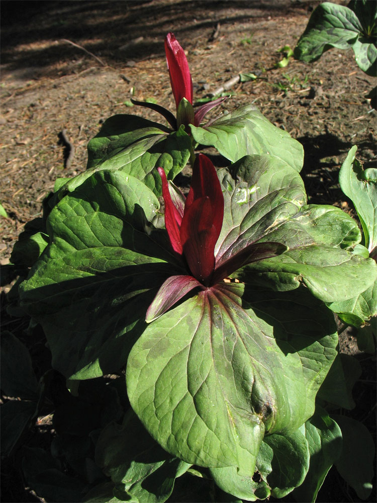 Image of Trillium chloropetalum var. giganteum specimen.