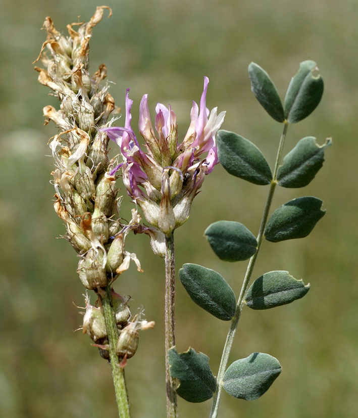 Изображение особи Astragalus platyphyllus.