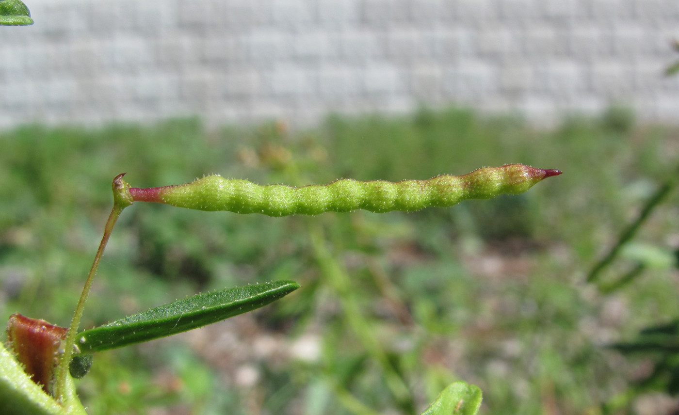 Изображение особи Cleome iberica.