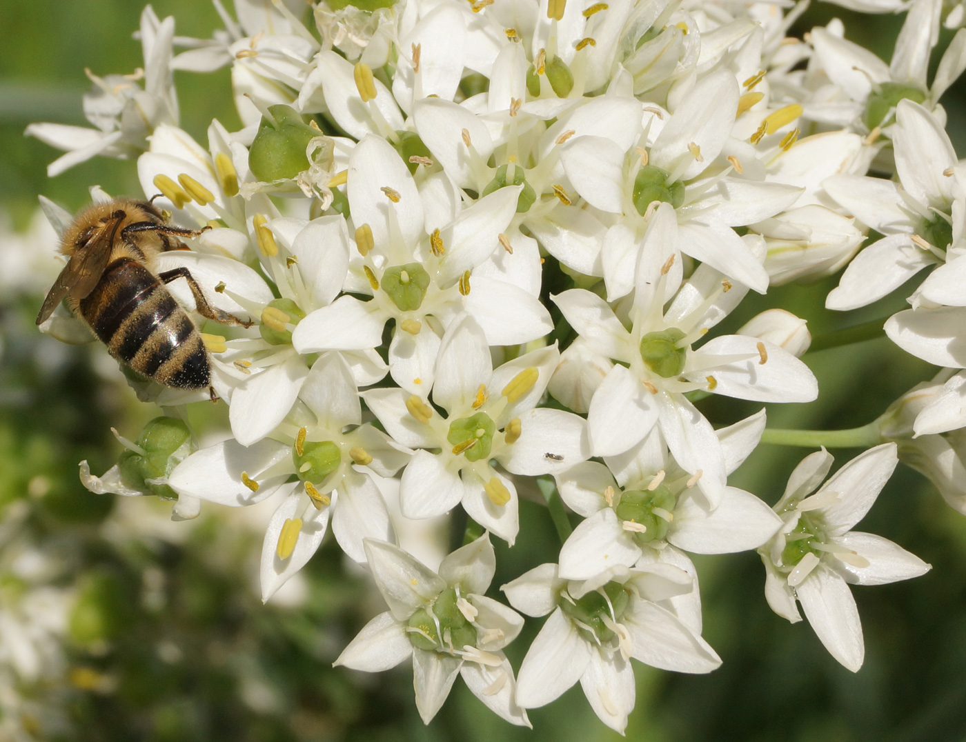 Изображение особи Allium ramosum.