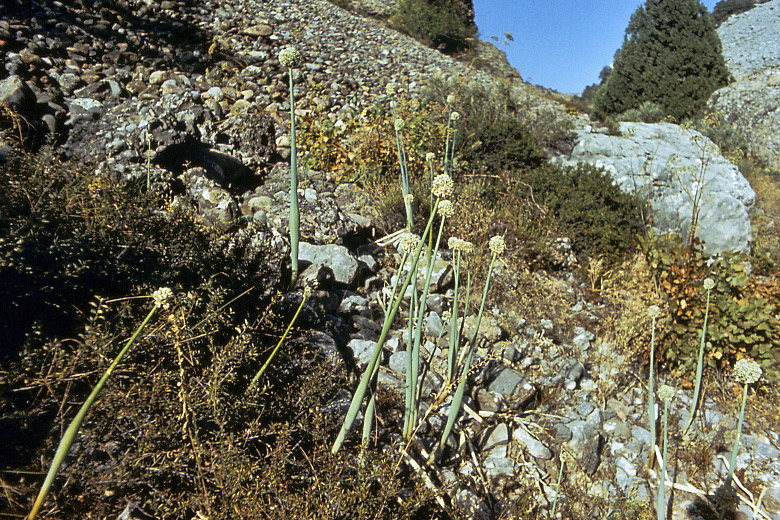 Image of Allium pskemense specimen.