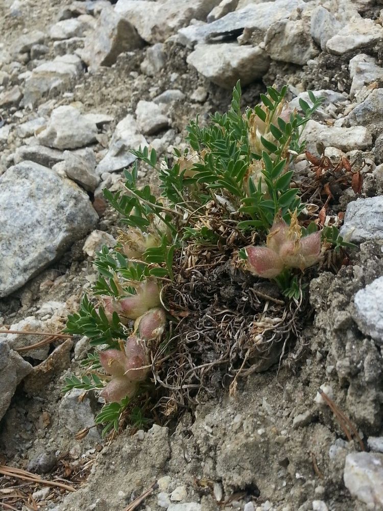 Image of Oxytropis leucotricha specimen.