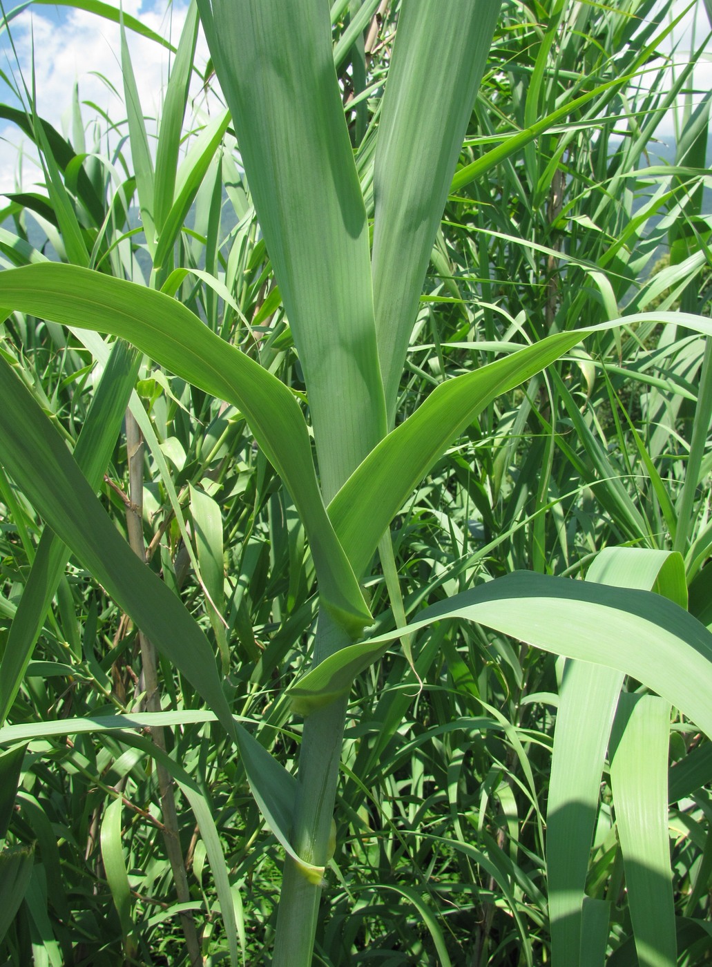 Image of Arundo donax specimen.