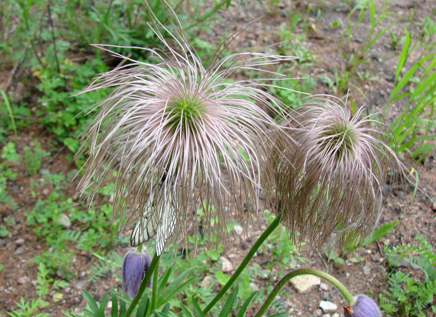 Изображение особи Pulsatilla dahurica.