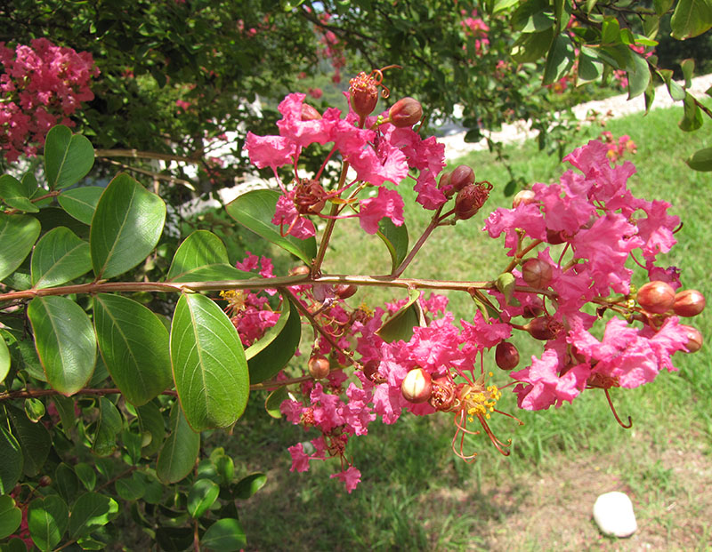 Изображение особи Lagerstroemia indica.