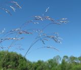 Avenella flexuosa