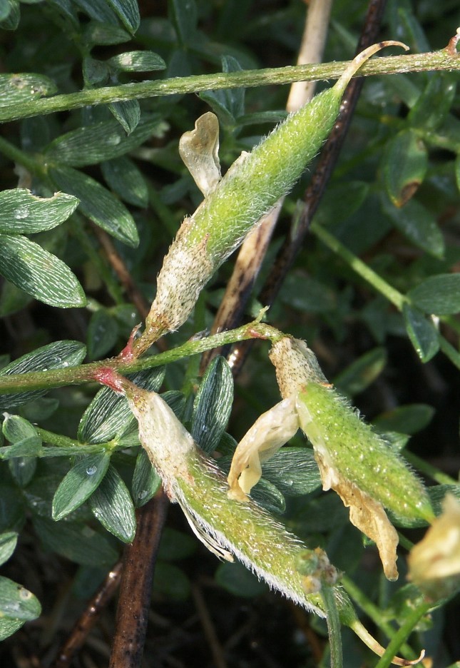 Изображение особи Astragalus neokarelinianus.