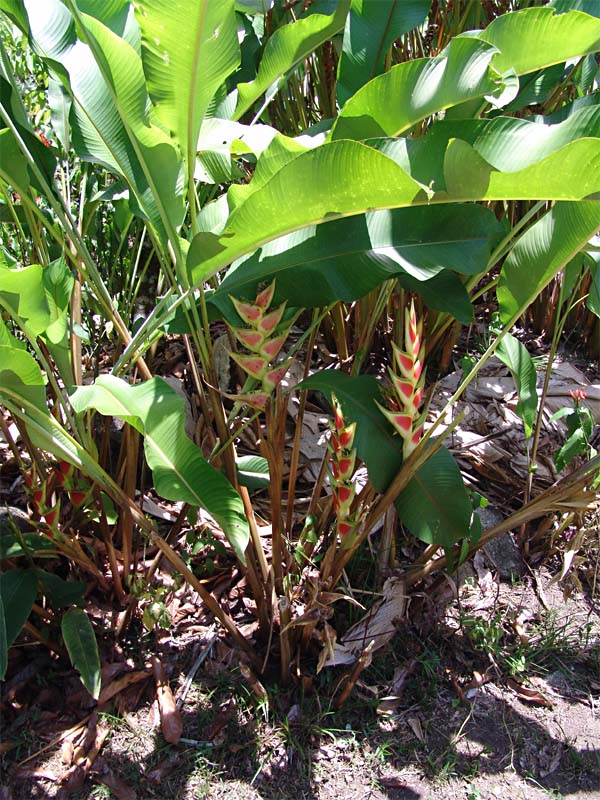 Image of Heliconia stricta specimen.