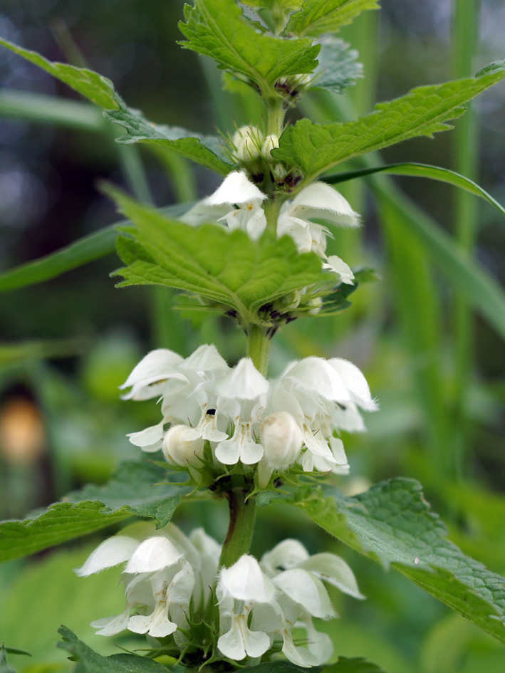 Image of Lamium album specimen.
