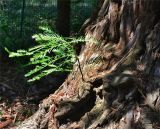 Sequoia sempervirens