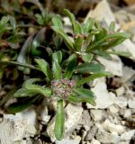 Iberis simplex