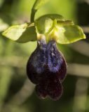 Ophrys fusca ssp. iricolor