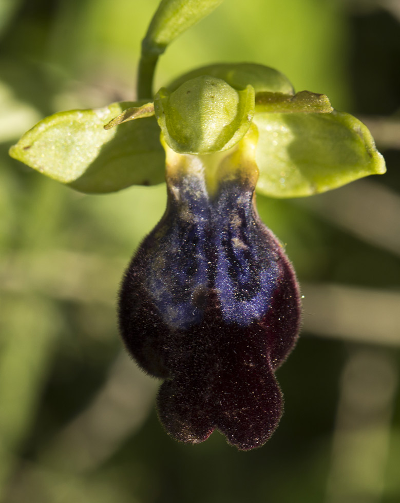 Изображение особи Ophrys fusca ssp. iricolor.