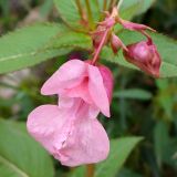 Impatiens glandulifera. Цветок и бутоны. Свердловская обл., г. Североуральск, клумба частного дома. 26.08.2007.