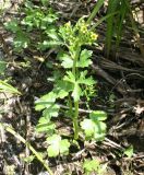 Ranunculus sceleratus