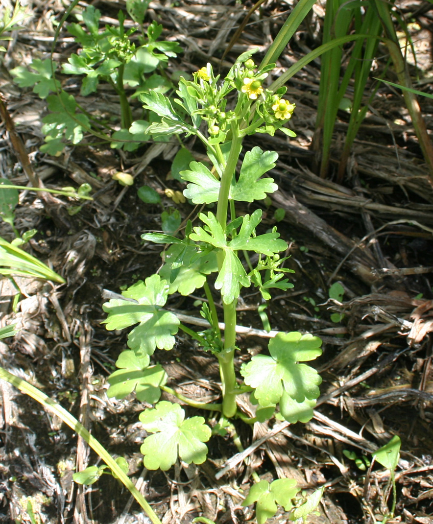 Image of Ranunculus sceleratus specimen.